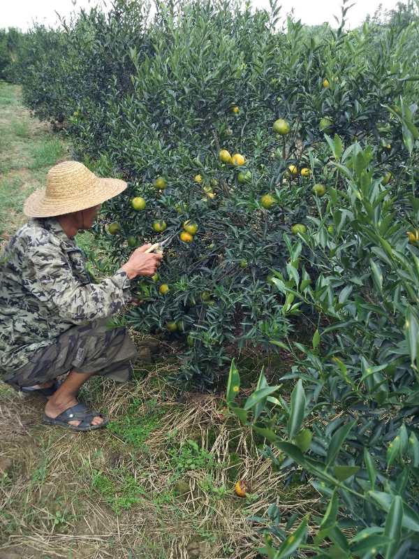 摘取二红新会柑